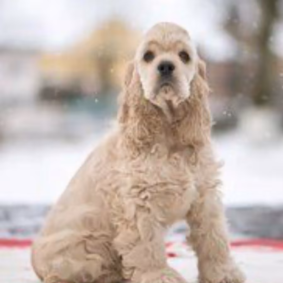 American Cocker Spaniel Puppy for Sale Boy, 14 Weeks Old in Arizona...