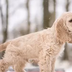 American Cocker Spaniel Puppy for Sale Boy, 14 Weeks Old in Arizona...