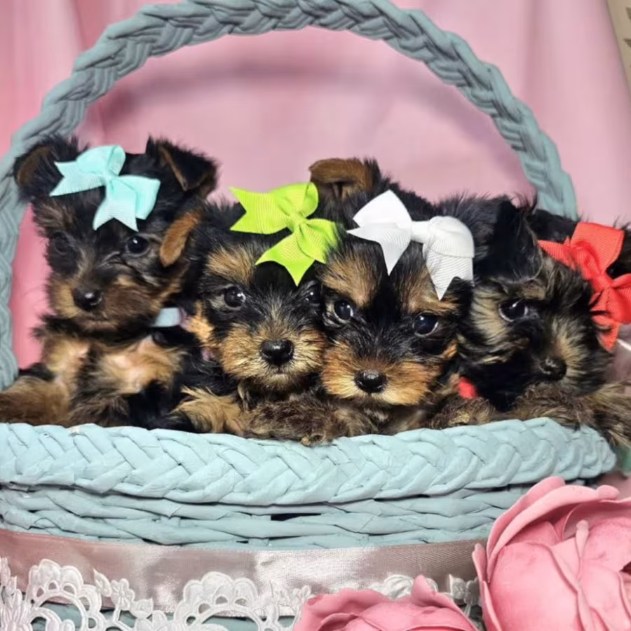Yorkshire Terrier Puppies for Sale in Pennsylvania (PA)