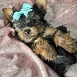 Yorkshire Terrier Puppies for Sale in Pennsylvania (PA)