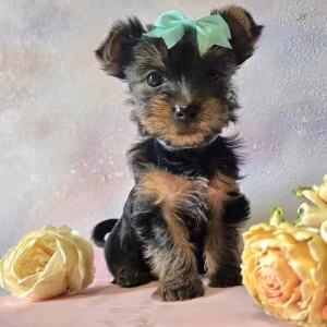 Yorkshire Terrier Puppies for Sale in Pennsylvania (PA)