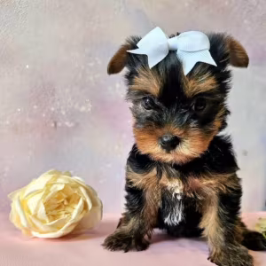 Yorkshire Terrier Puppies for Sale in Pennsylvania (PA)