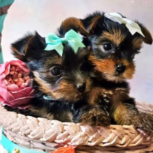 Yorkshire Terrier Puppies for Sale in Pennsylvania (PA)