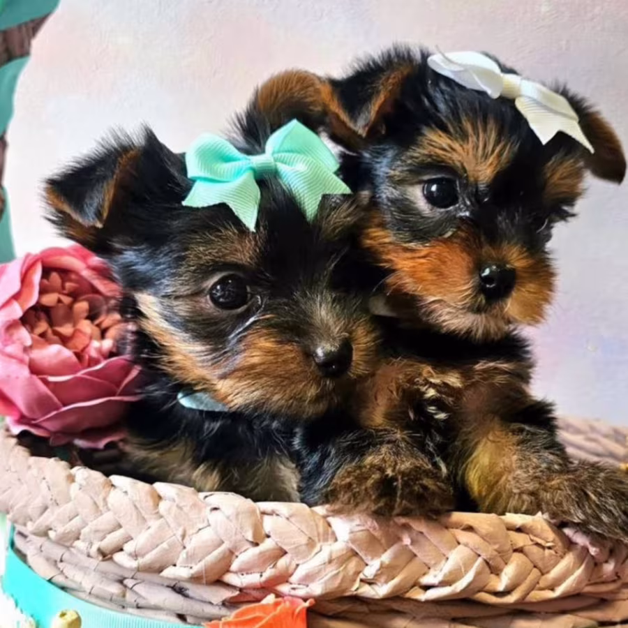 Yorkshire Terrier Puppies for Sale in Pennsylvania (PA)