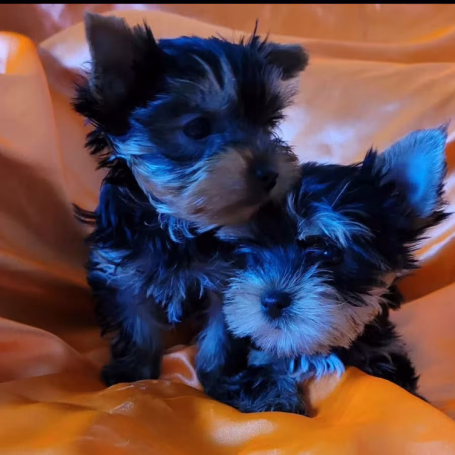 Two Tiny Yorkies Looking for a Home in Nebraska (NE)