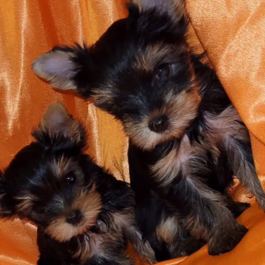 Two Tiny Yorkies Looking for a Home in Nebraska (NE)