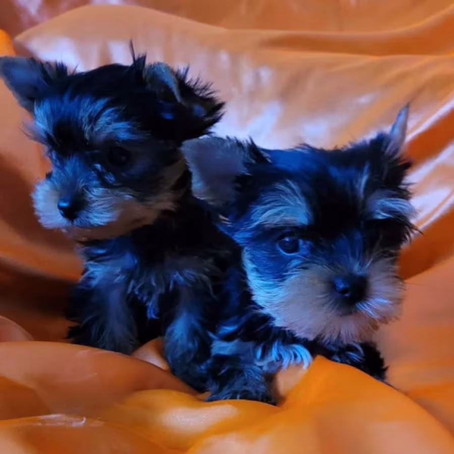 Two Tiny Yorkies Looking for a Home in Nebraska (NE)