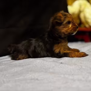 Adorable Yorkshire Terrier Looking for a Home in Texas (TX)