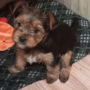 Adorable Yorkshire Terrier Looking for a Home in Texas (TX)