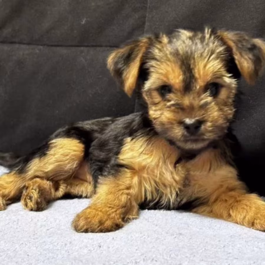 Adorable Yorkshire Terrier Looking for a Home in Texas (TX)