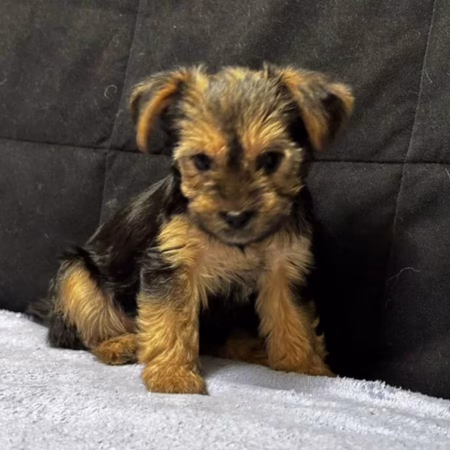 Adorable Yorkshire Terrier Looking for a Home in Texas (TX)