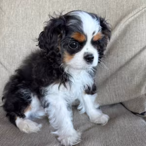 Beautiful boy for sale Cavalier King Charles Spaniel