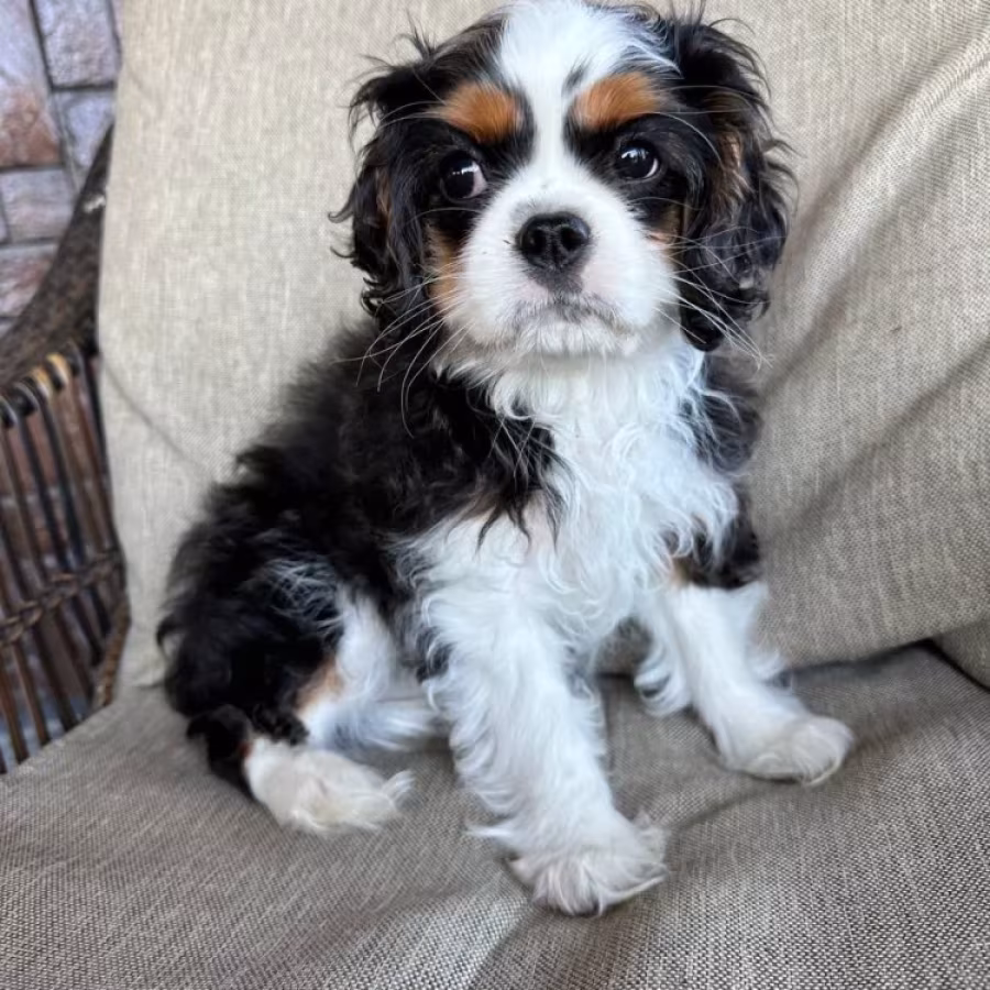 Beautiful boy for sale Cavalier King Charles Spaniel