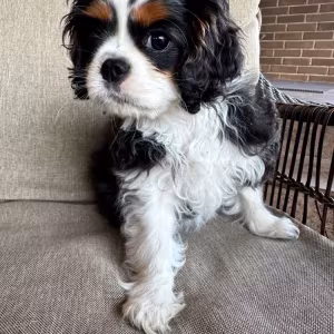 Beautiful boy for sale Cavalier King Charles Spaniel