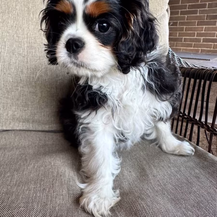 Beautiful boy for sale Cavalier King Charles Spaniel