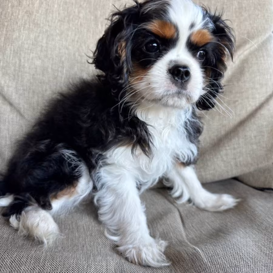 Beautiful boy for sale Cavalier King Charles Spaniel