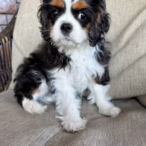 Beautiful boy for sale Cavalier King Charles Spaniel
