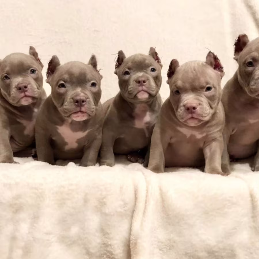 American Pit Bull Terrier Puppies for Sale in Oregon (OR)