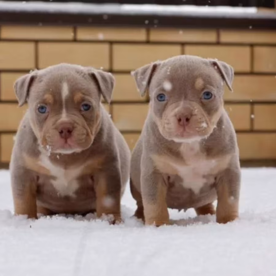 Two Male American Pit Bull Terrier Puppies Ready for a Home in Texas (TX)