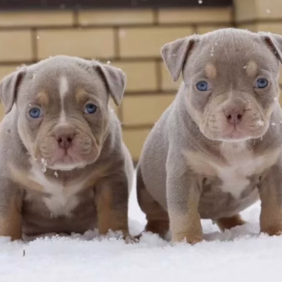 Two Male American Pit Bull Terrier Puppies Ready for a Home in Texas (TX)
