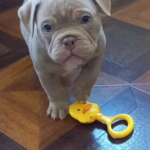 American Pit Bull Terrier Puppies for Sale in New York (NY)