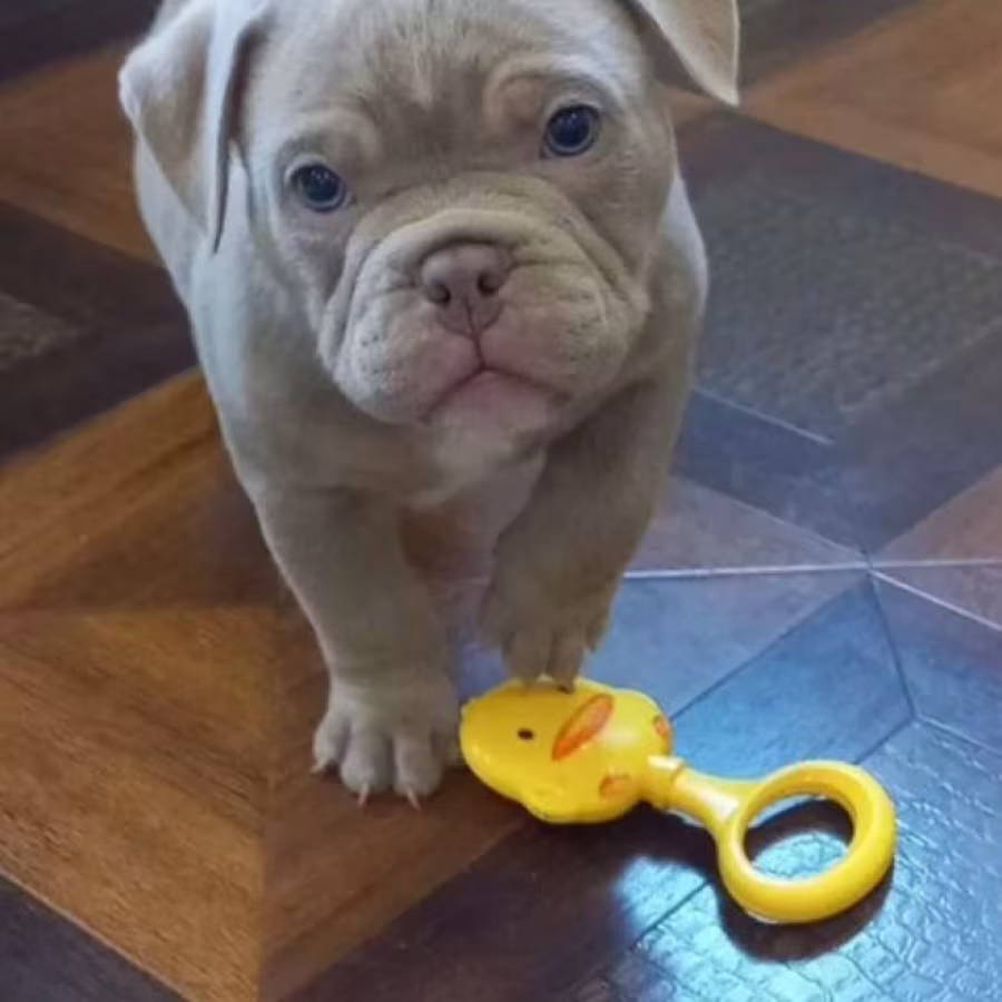American Pit Bull Terrier Puppies for Sale in New York (NY)