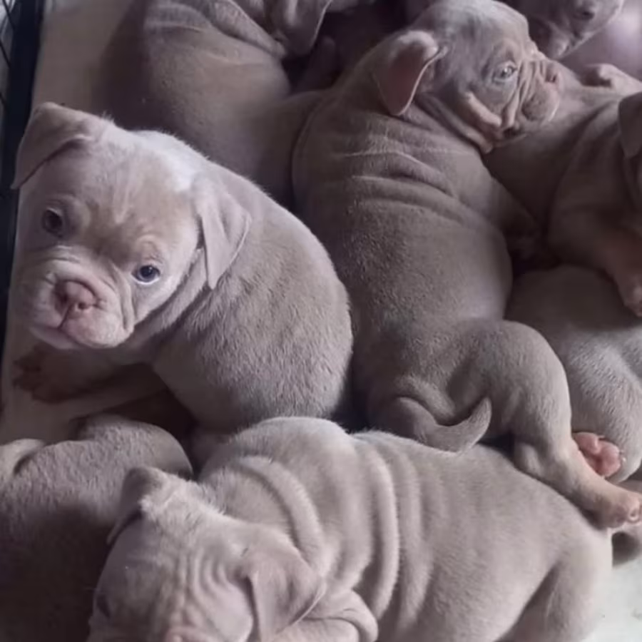 American Pit Bull Terrier Puppies for Sale in New York (NY)