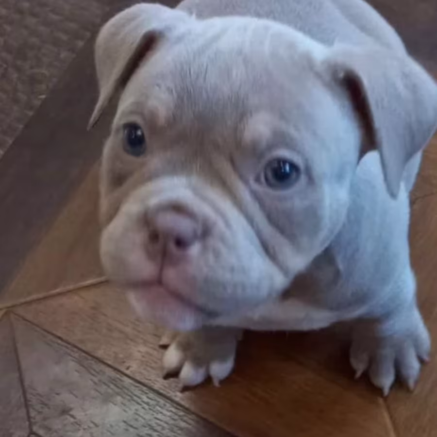 American Pit Bull Terrier Puppies for Sale in New York (NY)