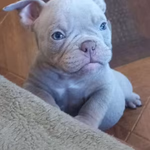 American Pit Bull Terrier Puppies for Sale in New York (NY)