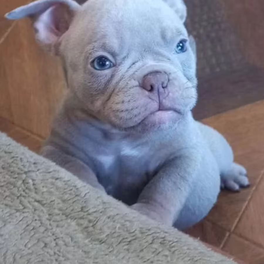 American Pit Bull Terrier Puppies for Sale in New York (NY)