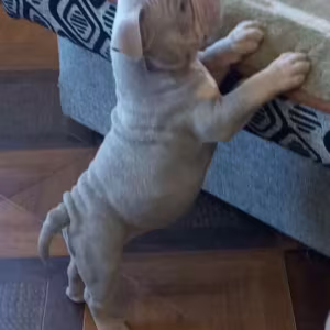 American Pit Bull Terrier Puppies for Sale in New York (NY)