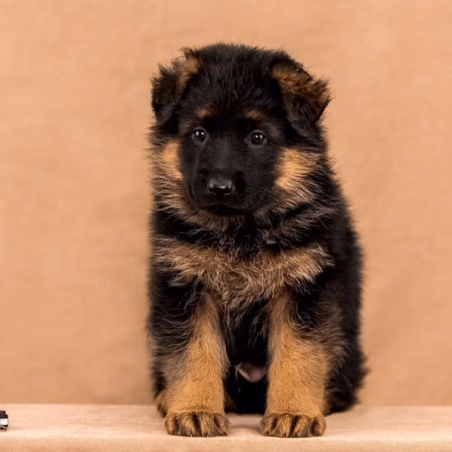 Female German Shepherd Puppy Ready for Sale in California (CA)