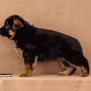 Female German Shepherd Puppy Ready for Sale in California (CA)