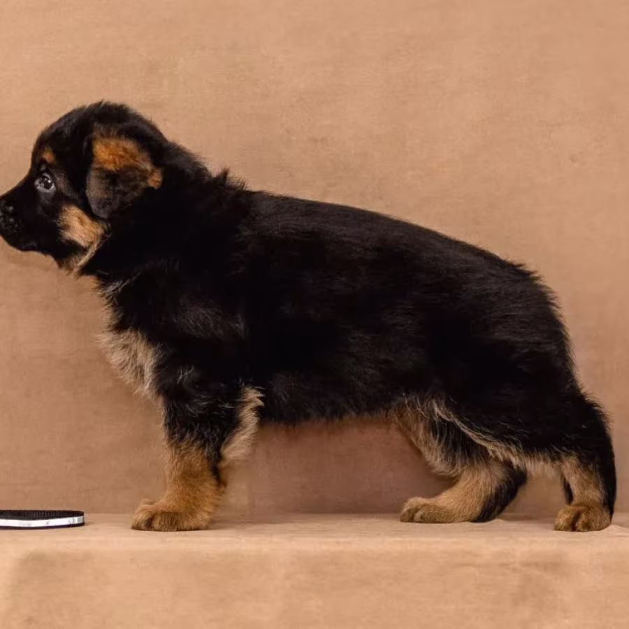 Female German Shepherd Puppy Ready for Sale in California (CA)