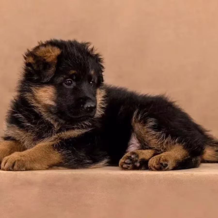 Female German Shepherd Puppy Ready for Sale in California (CA)