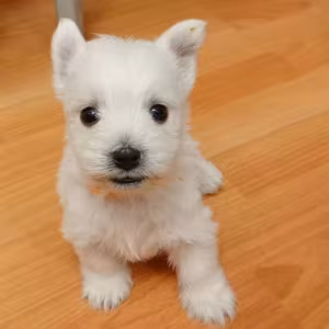 West Highland White Terrier Puppies for Sale