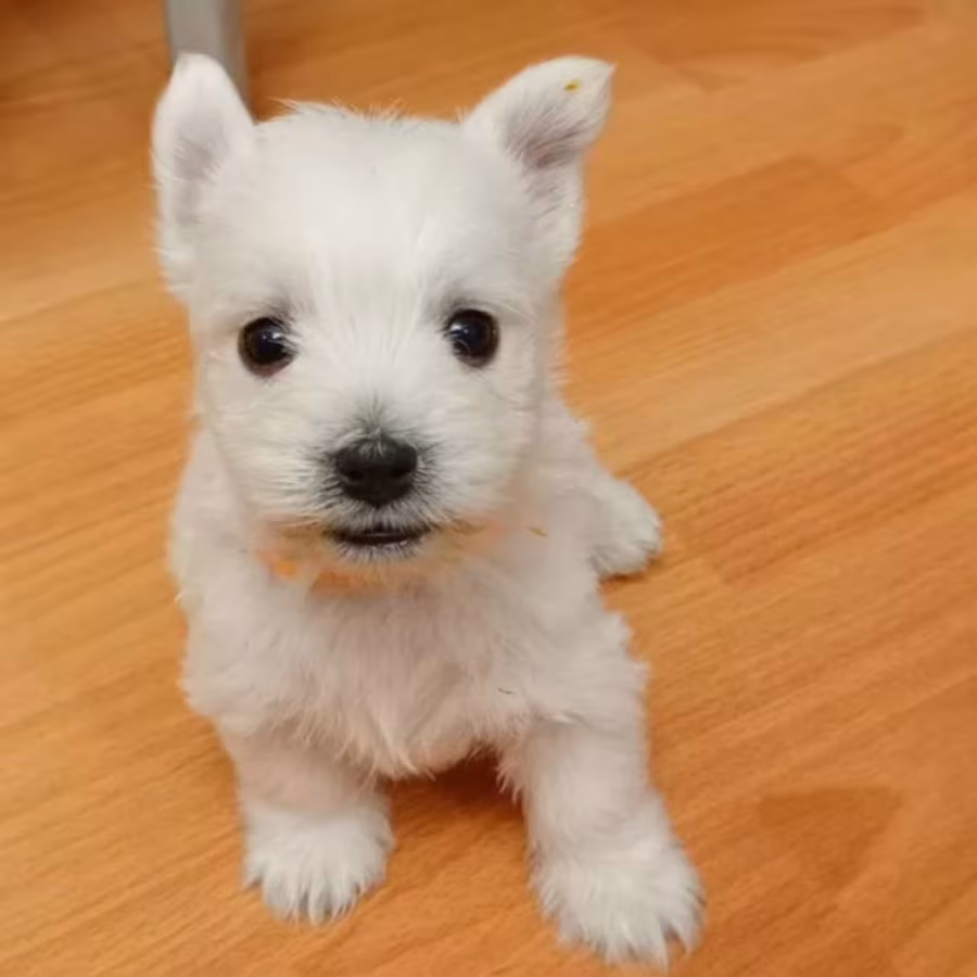 West Highland White Terrier Puppies for Sale