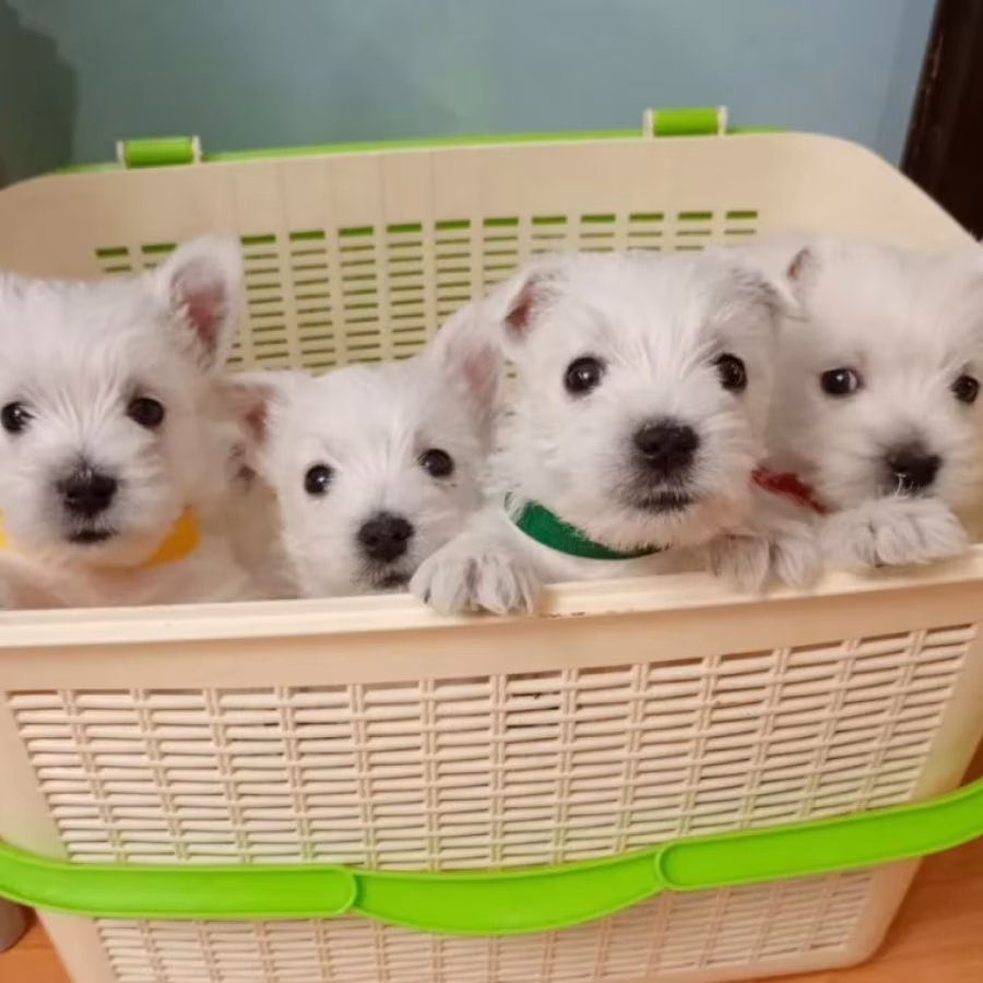 West Highland White Terrier Puppies for Sale