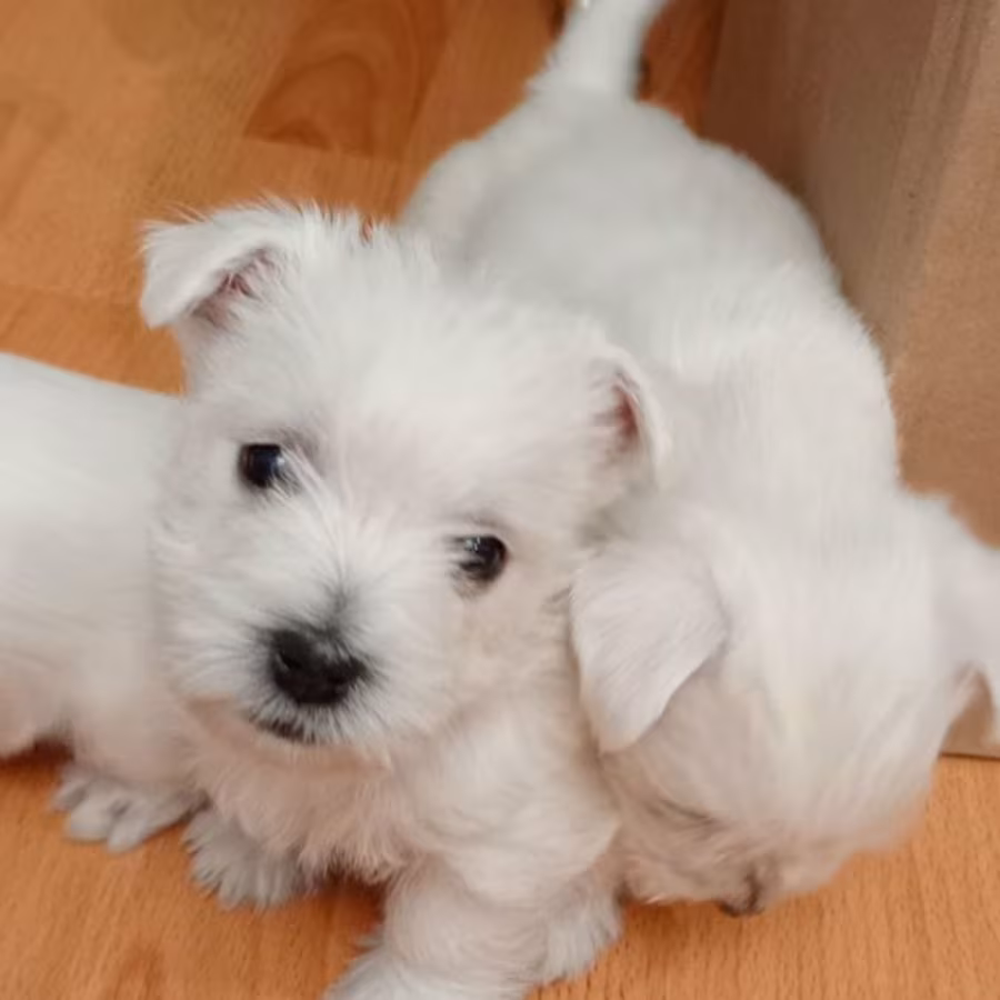 West Highland White Terrier Puppies for Sale