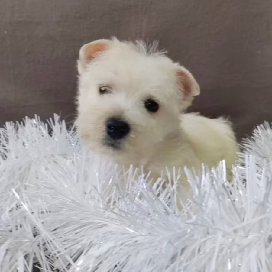 Male and Female West Highland White Terrier Puppies Available in Or...