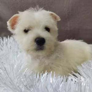 Male and Female West Highland White Terrier Puppies Available in Or...
