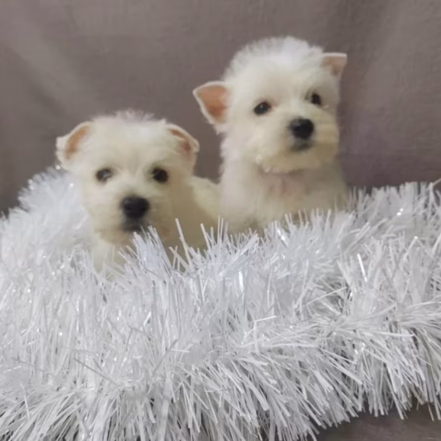 Male and Female West Highland White Terrier Puppies Available in Or...