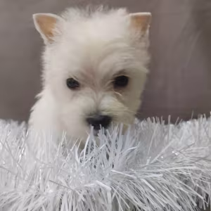 Male and Female West Highland White Terrier Puppies Available in Or...