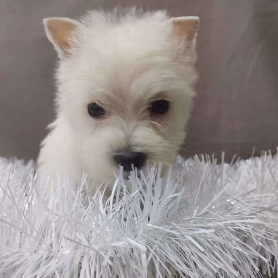 Male and Female West Highland White Terrier Puppies Available in Or...