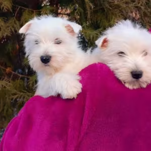 West Highland White Terrier Puppies for Sale in Minnesota (MN)