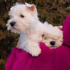 West Highland White Terrier Puppies for Sale in Minnesota (MN)
