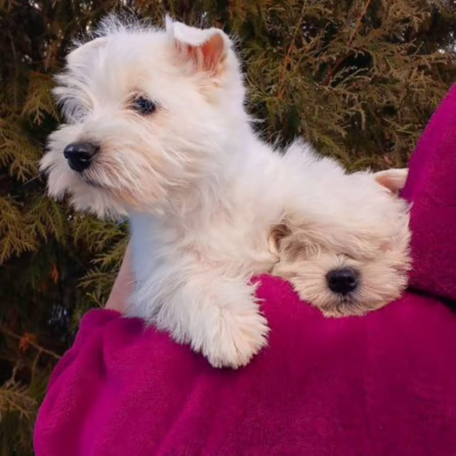 West Highland White Terrier Puppies for Sale in Minnesota (MN)