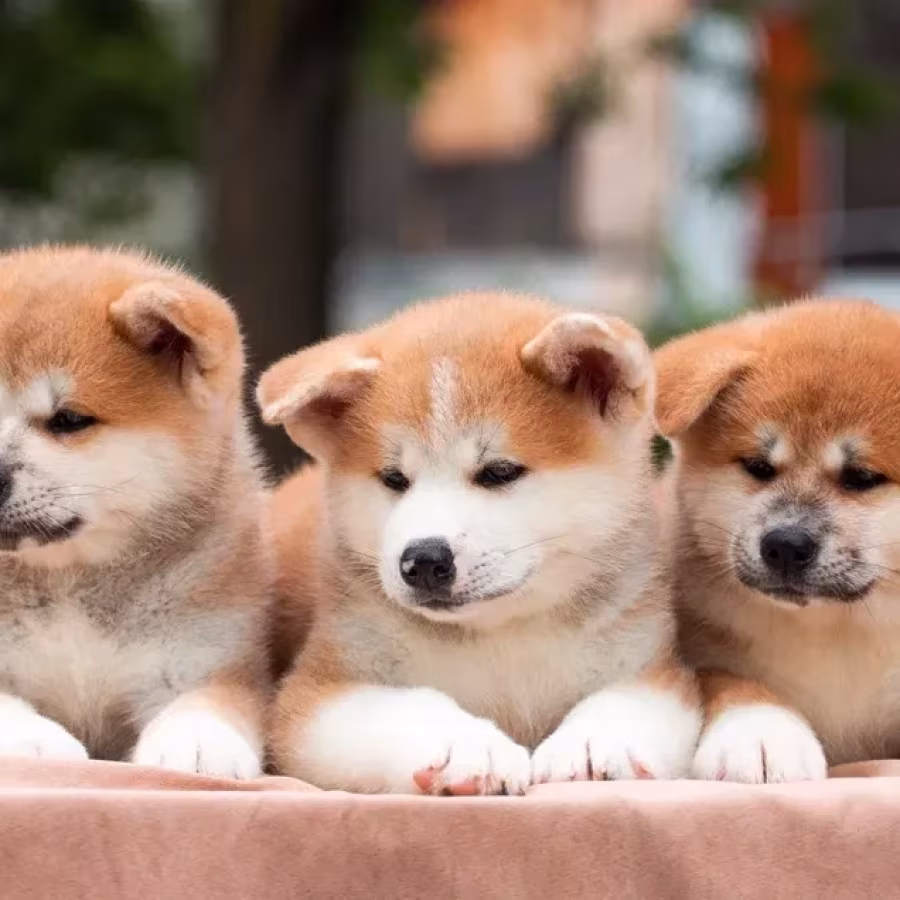Lovely Akita Inu puppies for sale!