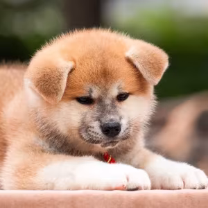 Lovely Akita Inu puppies for sale!
