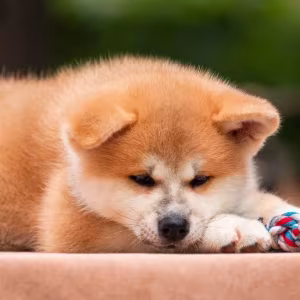 Lovely Akita Inu puppies for sale!